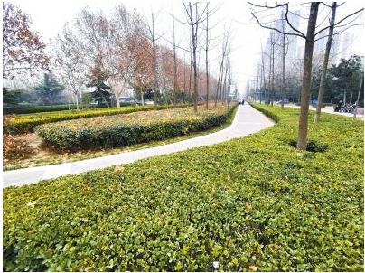 鄭州首次為海綿城市建設“立規矩” 道路綠化應盡量選擇鄉土樹(shù)種