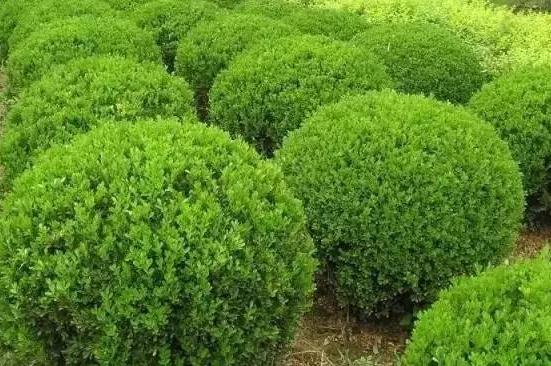 喬、灌木類(lèi)植物的養護要點(diǎn)，看看凱蒂分享的這6點(diǎn)！