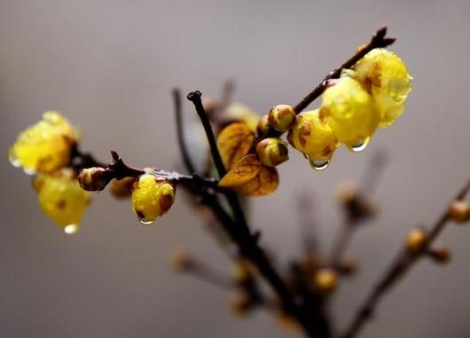 這5種樹(shù)木種植在別墅花園中別有一番風(fēng)雅！