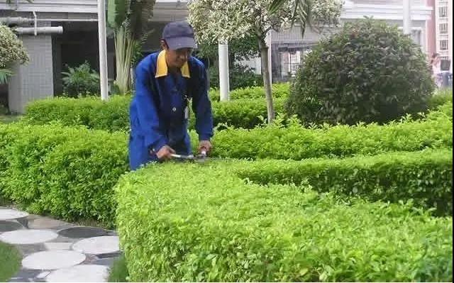 園林綠化工程施工常見(jiàn)誤區，您中招了嗎?