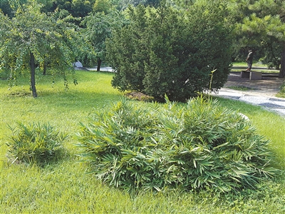 北京植物園花境中的觀(guān)賞草魅力究竟在哪里？