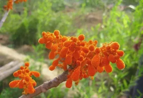 調整后的《國家重點(diǎn)保護野生植物名錄》正式公布