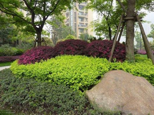 武漢園林景觀(guān)公司分享花卉苗木銹病的防治方法