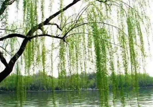 湖北綠化公司分享柳樹(shù)的養殖方法和注意事項 