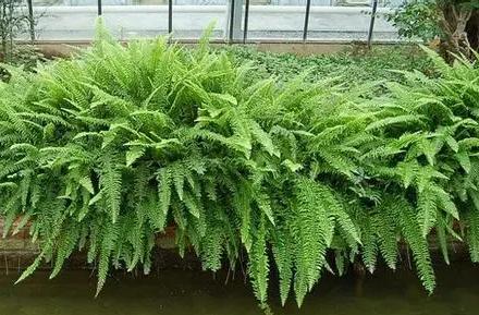 超可愛(ài)蕨類(lèi)植物有哪些，你知道怎么養嗎？ 湖北綠化公司教你一招