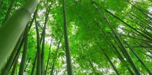 你知道樹(shù)木在園林綠化中的分類(lèi)嗎？