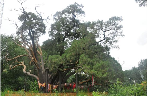 北京首座“古柏公園”計劃明年5月開(kāi)園