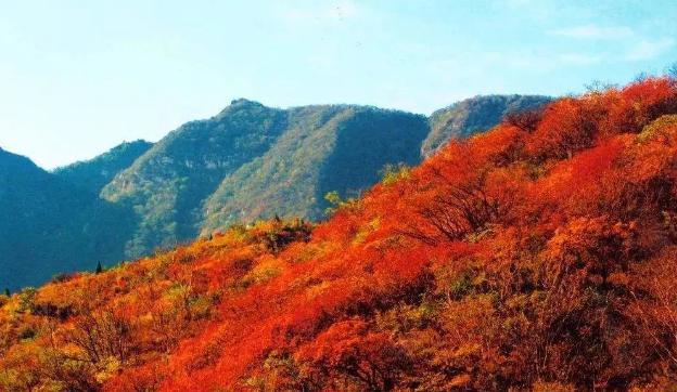彩葉植物在園林景觀(guān)設計中的作用