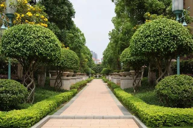 襄陽(yáng)園林景觀(guān)公司分享秋冬季植樹(shù)造林工作注意事項 