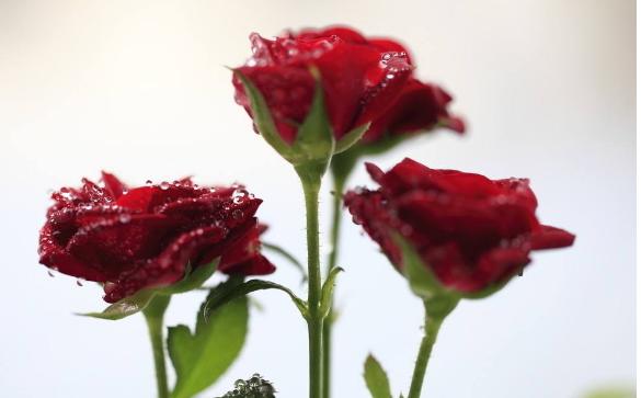 湖北凱蒂園林分享春節買(mǎi)花攻略 收好不謝 