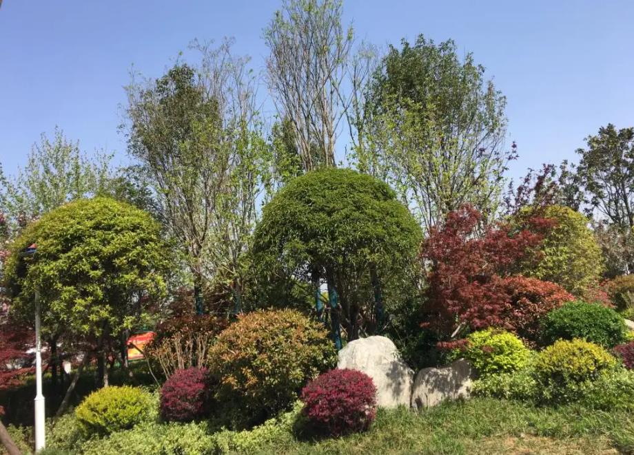 春季氣溫開(kāi)始回升，襄陽(yáng)園林綠化公司做好這些養護舉措，苗木來(lái)年存活好，長(cháng)枝快