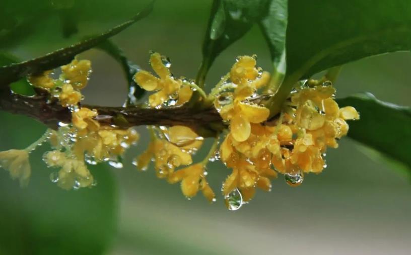 春季桂花移栽修剪有訣竅，襄陽(yáng)園林綠化公司親傳經(jīng)驗，來(lái)年花多枝密長(cháng)勢好