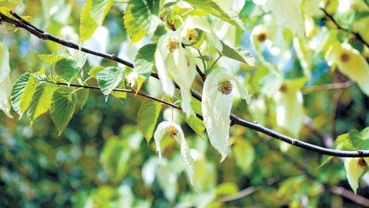 國家植物園“中國鴿子樹(shù)”飄逸綻放