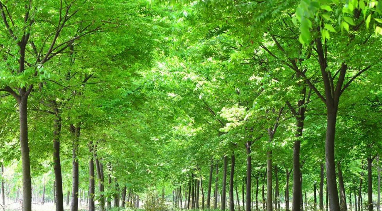 國家林草局：將指導督促各地在城市綠化過(guò)程中積極采用鄉土樹(shù)種草種