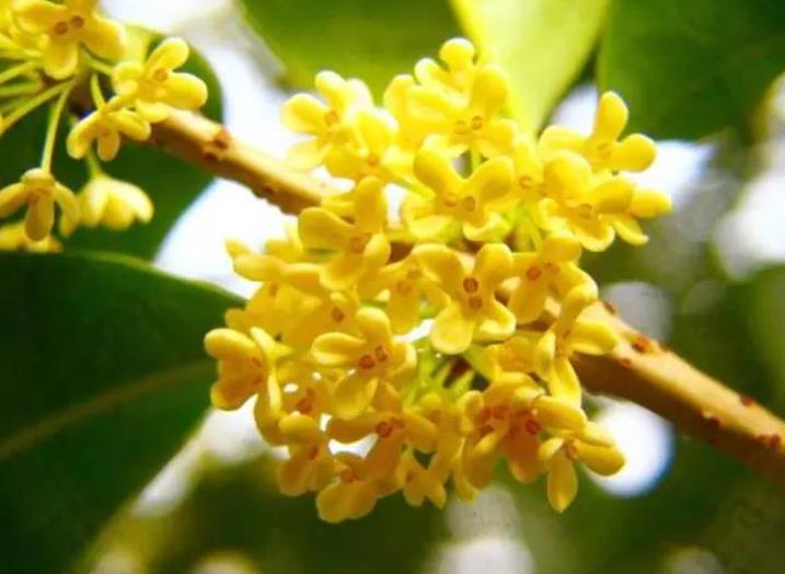 園林綠化zui愛(ài)的10種“花香之樹(shù)”！