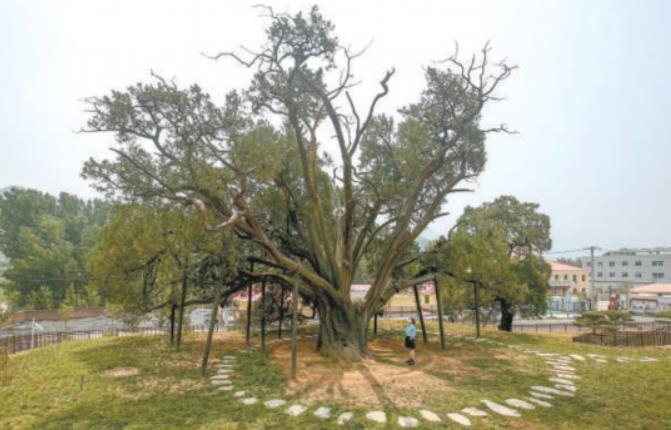 北京明年再建20處古樹(shù)公園 探索本體與生境統一保護模式