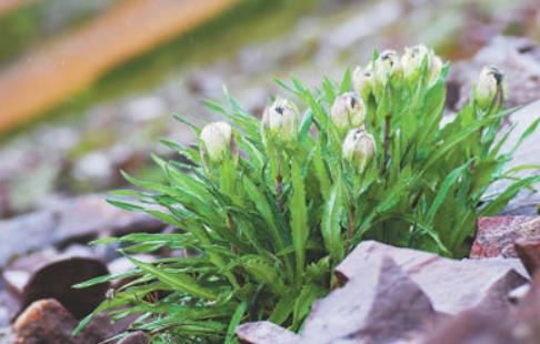 冰天雪地，為何也有植物開(kāi)花？