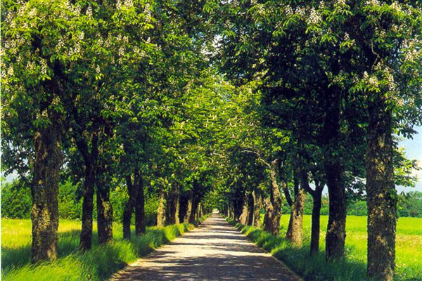 高固碳能力植物景觀(guān)為“雙碳”目標助力
