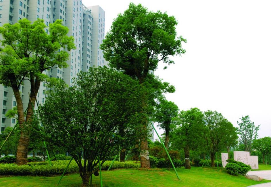 園林植物景觀(guān)設計如何做呢?